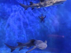 -太平洋海底世界