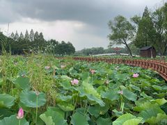 -洪湖生态旅游区