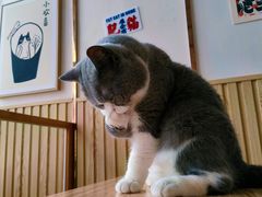 -Catmate·猫肥家润(金润铂宫店)