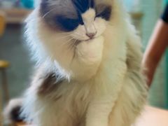 -猫在这儿猫咪咖啡馆·撸猫馆