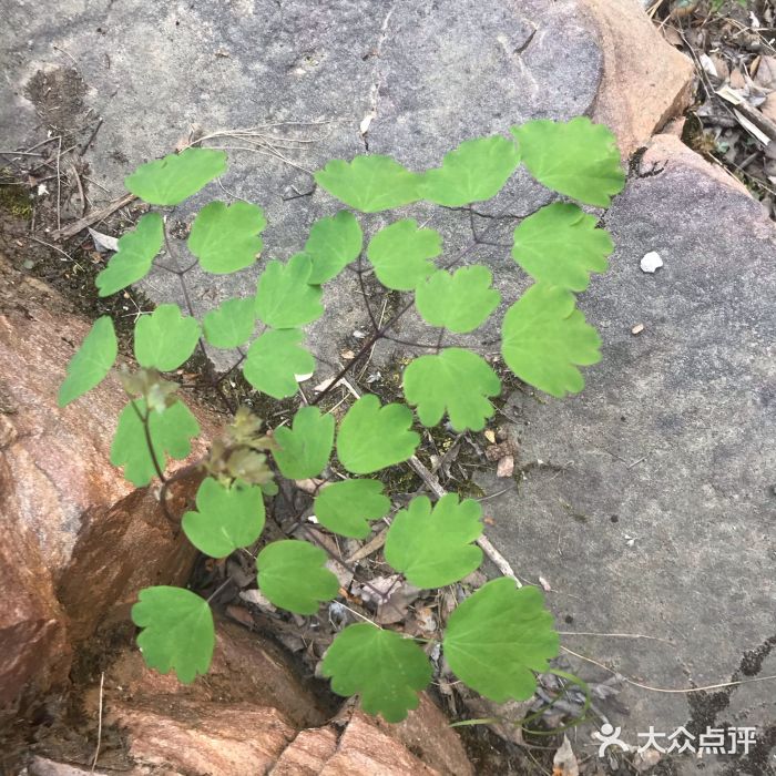 齐王寨景区图片