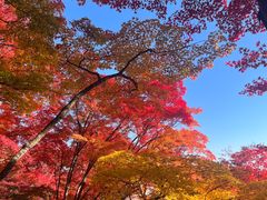-常寂光寺
