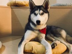 -Husky Go! 哈士奇体验馆·宠物咖啡厅狗咖