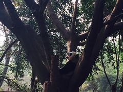 -成都大熊猫繁育研究基地