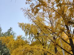 -三里屯东五街银杏大道