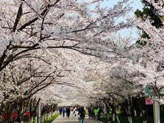 -高东镇樱花园