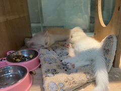 -BABIT巴比特宠物(MOMOPARK店)