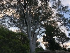 一颗漂亮的大树-景山公园