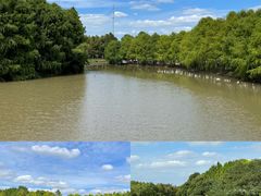 -上海海湾国家森林公园