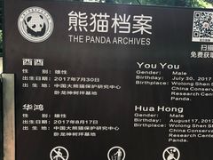 -都江堰中华大熊猫苑