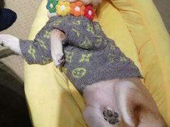 -逗柴咖啡屋·狗咖猫咖宠物桌游