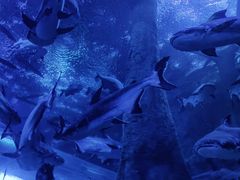 -成都浩海立方海洋公园