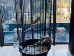 -上海崇明金茂凯悦酒店