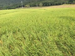 -艾米稻香小镇