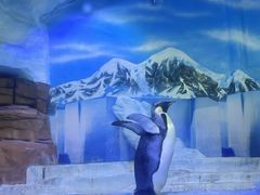 -海合安成都极地海洋公园