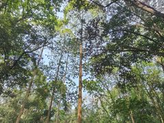 -南宁良凤江国家森林公园