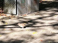 -滴水岩森林公园