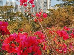-白石龙音乐公园