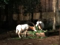 -清迈夜间动物园