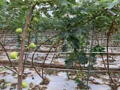 -武汉世外桃源农庄