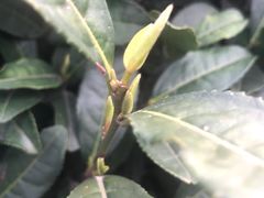-听风阁农家私房菜茶楼(龙坞店)
