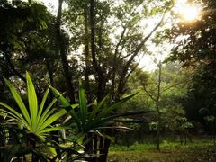 -南宁良凤江国家森林公园