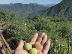 -大岭沟猕猴桃谷风景区