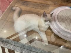 -袖虎·猫馆(体育西路店)