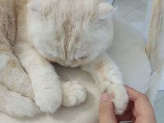 -喵的天空名猫咖啡馆·撸猫·猫舍·用品