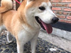 -柴犬高等学院·狗咖·柴犬售卖·宠物训练