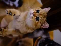 -飞行喵MR PILOT|猫舍·猫咖(静安大融城店)