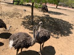 -石家庄市动物园