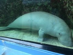 -悉尼海洋生物水族馆
