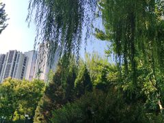 -大望京公园