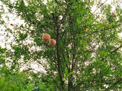 -广州神农草堂中医药博物馆