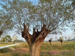 -汉长安城未央宫国家考古遗址公园