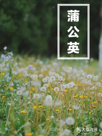 爱上蒲公英花海，颐和园旁边的小众公园