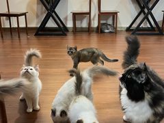 -楼上猫咖(罗湖店)