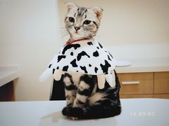 -艾贝尔宠物医院·24H转诊中心·肿瘤猫专科(江宁双龙店)