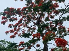 -芒洲湿地公园
