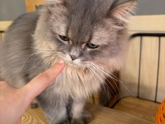 -豆逗聊愈猫阁Easy Life