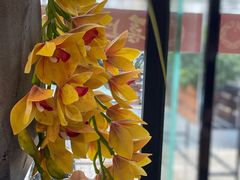 -喜上喜鸡煲翅(吉大店)