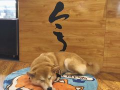 -柴务处·柴犬主题狗咖