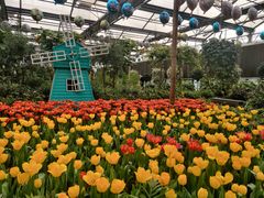 -南宫五洲植物乐园