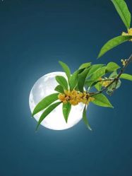 -Oasis Beauty水磨坊科技美肤中心