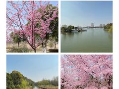 -顾村公园