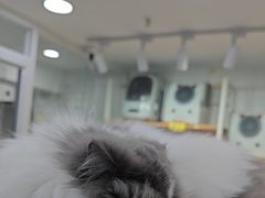 -爱洗澡的猫(天河路店)
