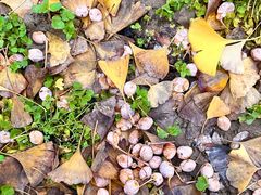 -汉长安城未央宫国家考古遗址公园