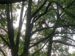 -重庆雨台山风景区