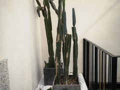 -大树餐厅(红旗街万达店)